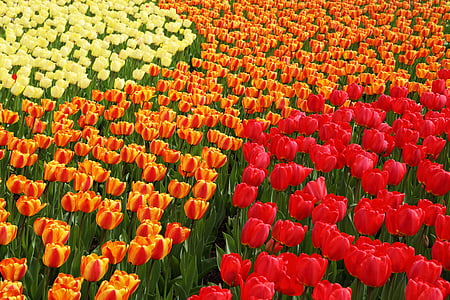 red, orange, and yellow tulip flower field thumbnail