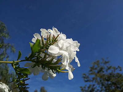selective focus photography of white oleander flower thumbnail