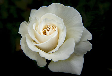 white rose flower thumbnail