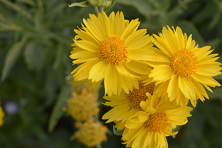 Gaillardia Mesa Yellow, Flower thumbnail