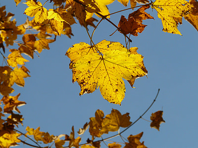 Mountain Maple, Acer Pseudoplatanus thumbnail