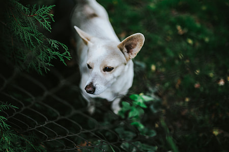 Dogs playing outside thumbnail