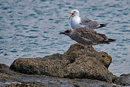 Seagull, Larus Michahellis thumbnail
