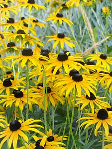 black eyed susan flower thumbnail