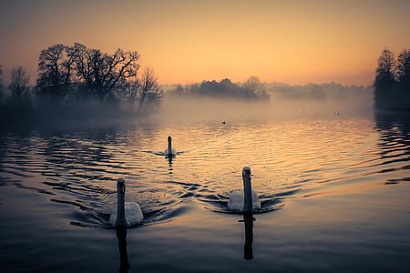 three swans swimming on body of water during golden hour thumbnail