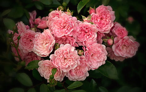 shallow focus photography pink flower thumbnail