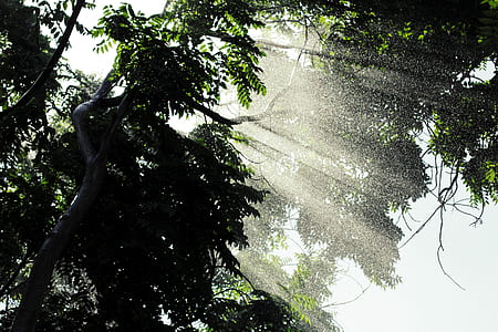 green trees during daytime thumbnail