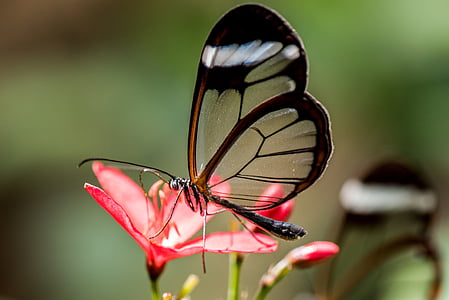 glasswing butterfly on red petaled flower thumbnail