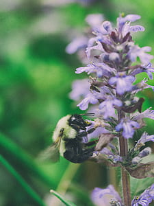 bee perching on purple flower in close-up photography thumbnail