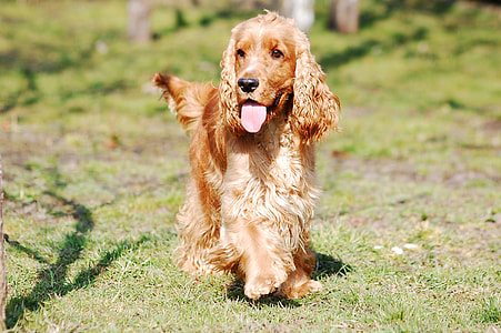 Cocker Spaniel English, Cocker Spaniel thumbnail