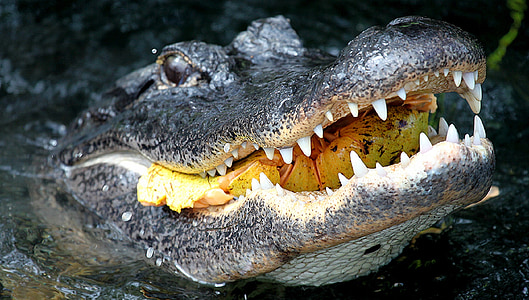 gray crocodile on lake thumbnail