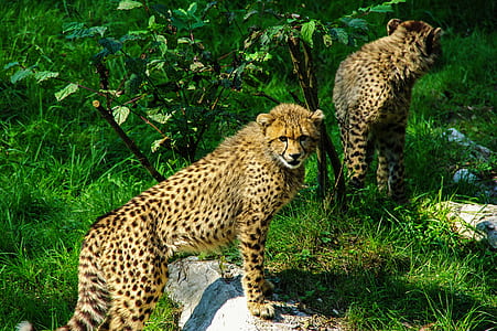 two brown-and-black cheetah thumbnail