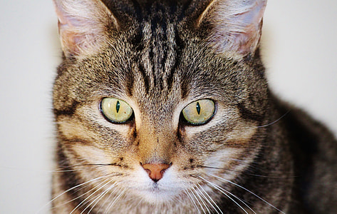 gray tabby cat thumbnail