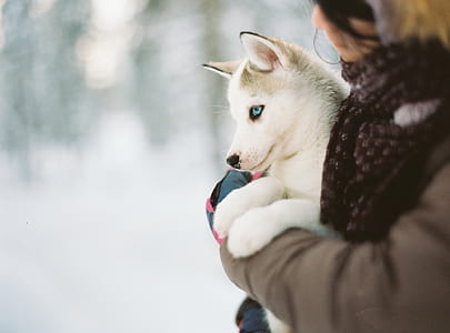 woman carrying Siberian husky puppy thumbnail