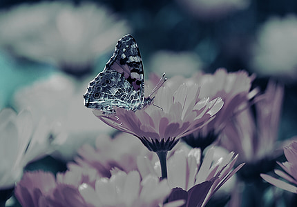 green and purple butterfly perching on petaled flower thumbnail