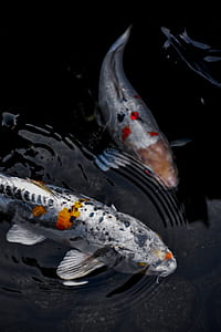 two white coy fishes on body of water thumbnail