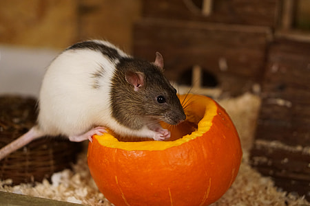 white and gray rodent on orange pumpkin thumbnail