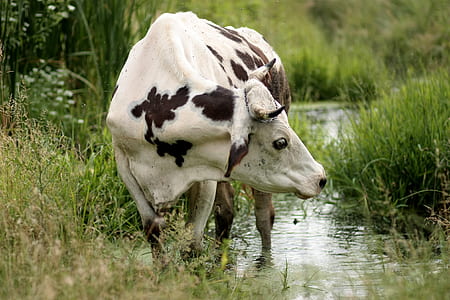 white and brown cow near grass field thumbnail