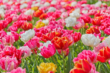 pink, red, and white petaled flowers thumbnail