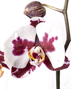 close-up photo of white and red Phalaenopsis orchid thumbnail