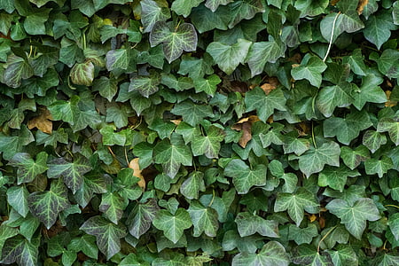 shallow focus photo of plant thumbnail