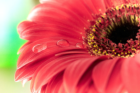 red gerbera daisy flower thumbnail
