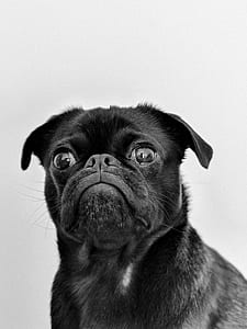 adult black pug in white background thumbnail