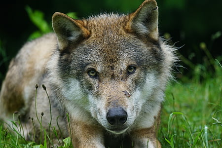 closeup photo of brown wolf laying on grass thumbnail
