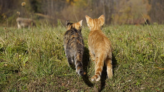 two tabby kittens on green grass thumbnail
