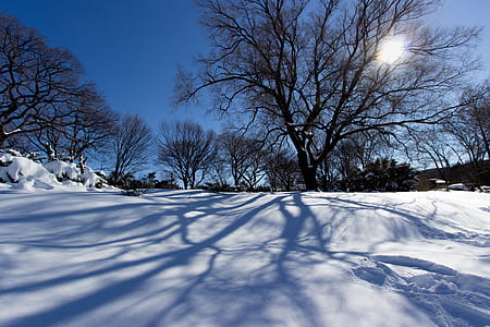 cold, snow, wood, landscape thumbnail