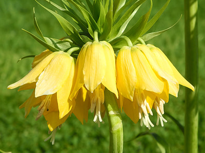 close up photo of yellow petaled flowers thumbnail