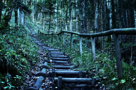 low angle photography of brown wooden stairs surrounded by trees at daytime thumbnail