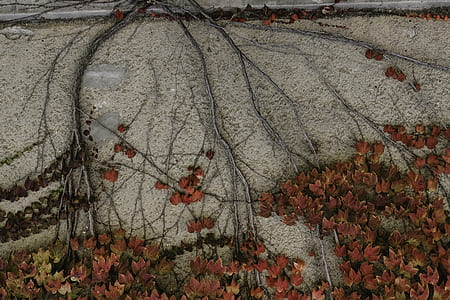 brown leaf plant on white pavement thumbnail