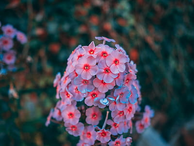 Selective Focus Photography of Pink Petaled Flower thumbnail