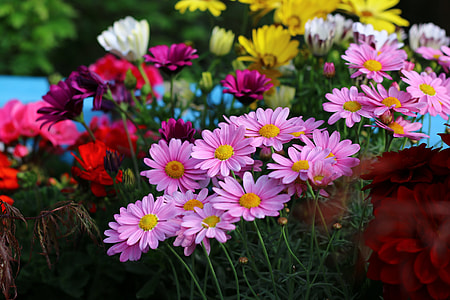pink daisy flowers thumbnail