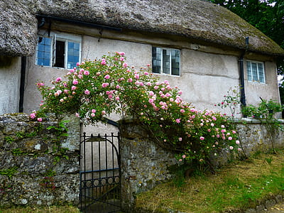 pink petaled flowers on fence near grey concrete house thumbnail