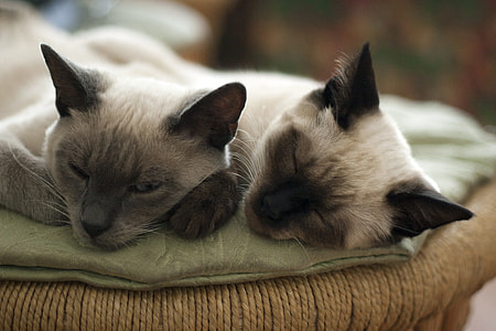 two Siamese cat thumbnail