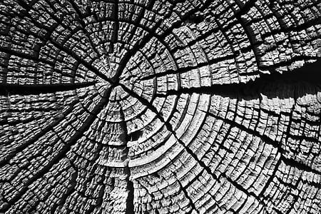 gray scale photograhy of a wood branch thumbnail