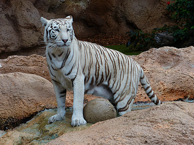 closeup photo Albino Tiger thumbnail
