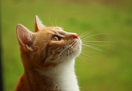 tilt shift lens photography of orange cat thumbnail