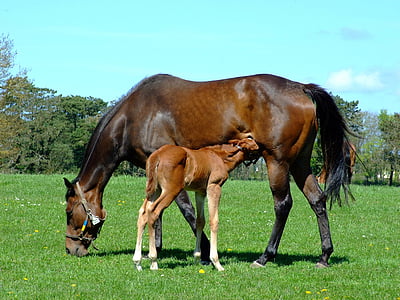 photograph of brown horse with pony thumbnail