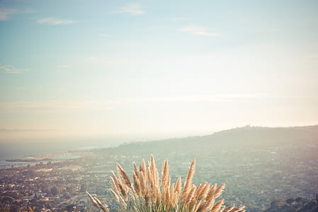 yellow grass showing top view of city during day thumbnail