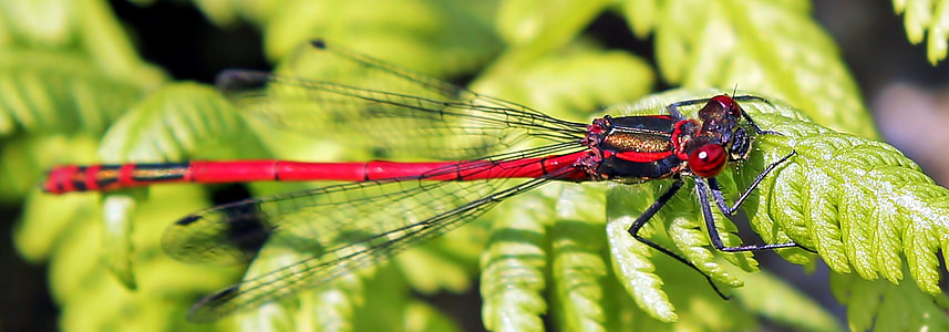 black and red dragonfly perching on green leaf thumbnail