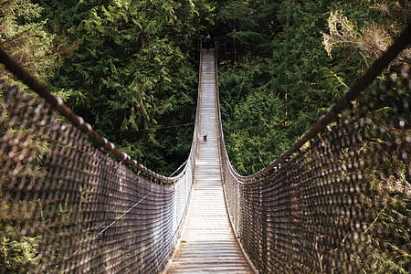 Dog running across the hanging bridge during the day time thumbnail