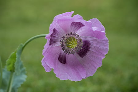 close-up photo of purple poppy flower thumbnail
