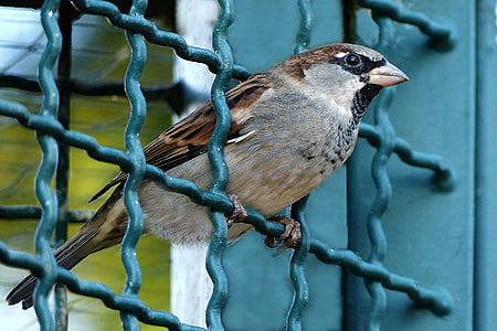 brown sparrow bird on green metal frame thumbnail