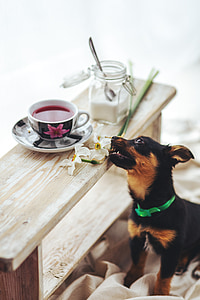 short-coated black and tan puppy thumbnail