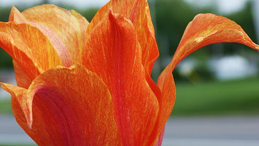selective focus photography of orange petaled flower thumbnail