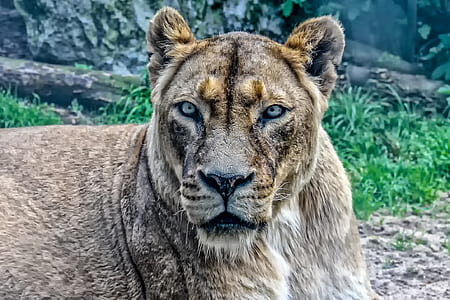 close-up photo of lioness near green grass thumbnail