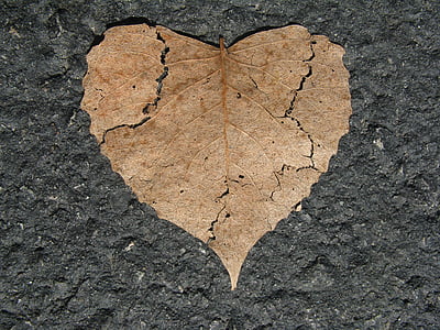 brown dried leaf on gray surface thumbnail